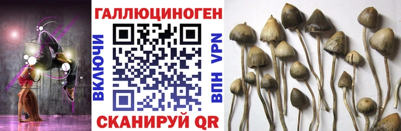 где продают   Крым  Галлюциногенные грибы GOLDEN TEACHER 
